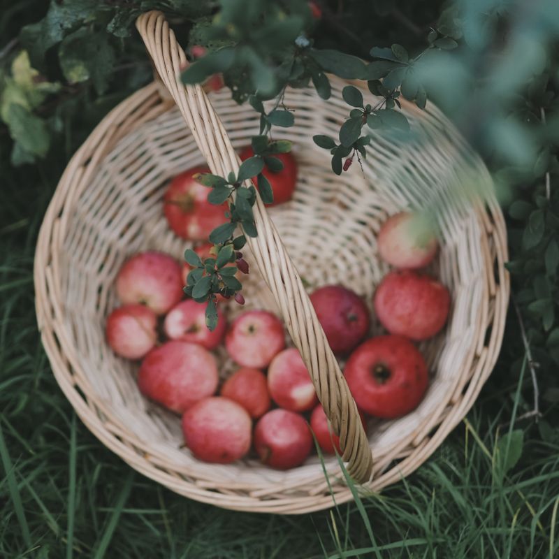 Red Apples, Loose