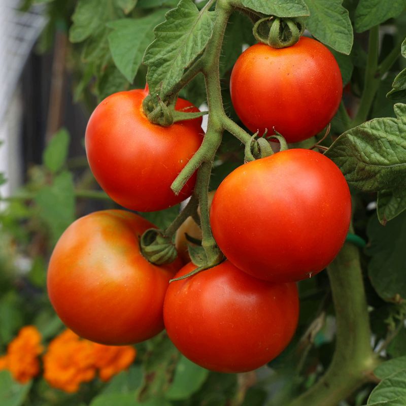 Vine Tomatoes